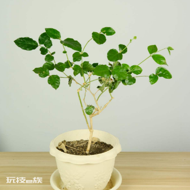茉莉花什么时候修剪好(家里养茉莉花注意换盆和修剪时机)-图片1